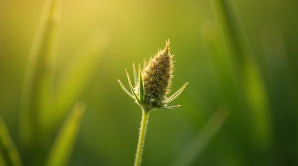 Fleurs de cbd : boostez votre énergie mentale naturellement